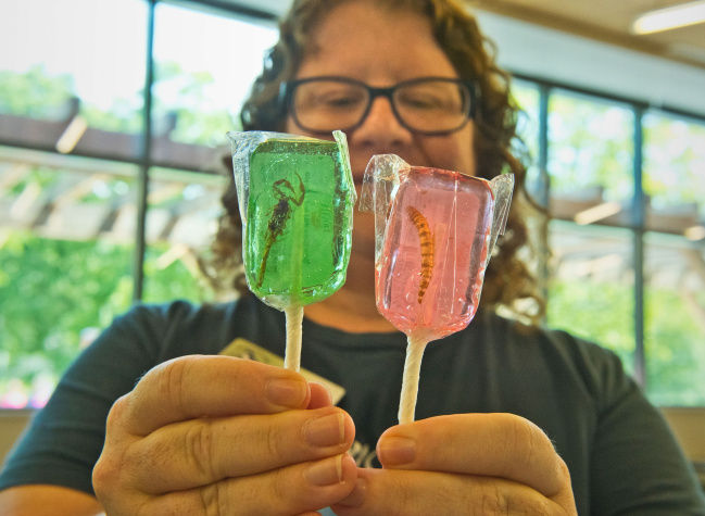 Insects on lunch menu at nature center